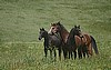 Blank Card-Herd of Horses
