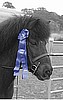 Blank Card-Blue Ribbon Pony