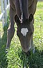 Blank Card-Fancy Foal
