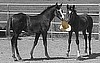Blank Card-Two Colts with a Hat