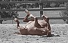 Blank Card-Rolling Horse